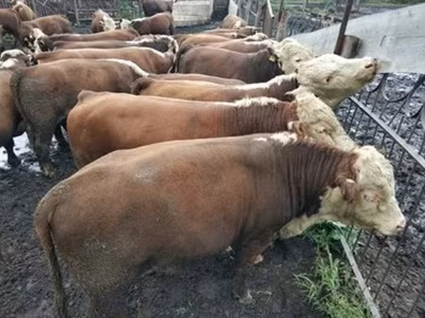 Mucca kazaka a testa bianca