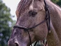 Aygır, Quarter Horse — foto 7