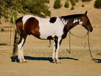 Aygır, National Show Horse — foto 1