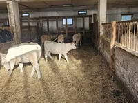 गाय, Charolais cattle — फ़ोटो 5