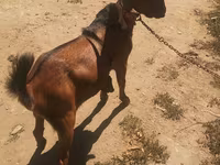 ஆண் வெள்ளாடு, Nubian Goat — புகைப்படம் 2