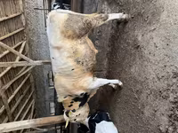 كبش, Edilbay sheep — الصورة 3