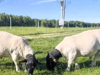 Koç, Kuibyshev sheep — foto 4