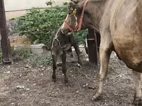 İnek, Simmental cattle — foto 5
