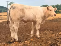 Boğa, Charolais cattle — foto 4