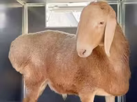 Baran, Rhon sheep — zdjęcie 4