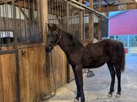 குதிரை, Rocky Mountain Horse — புகைப்படம் 4