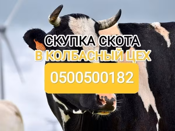 گاوهای هولشتاین