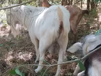Billy Goat, LaMancha goats — photo 1