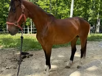 பெண் குதிரை, Dutch warmblood horse — புகைப்படம் 6