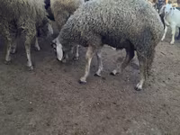 मेढ़ा, Baerchuke sheep — फ़ोटो 1