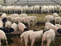 نعجة, Kuibyshev sheep — الصورة 8