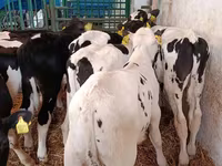 Boğa, Holstein ırkı — foto 5