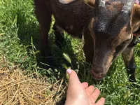 Ziege, Nubian Goat — Foto 3