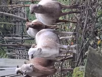Bélier, Katum sheep — photo 3