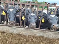 ثور, Russian Black pied cattle — الصورة 6