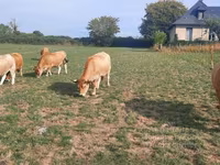 Vaca, Aubrac cattle — foto 7