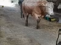 காளை, மாடுகள் — புகைப்படம் 7