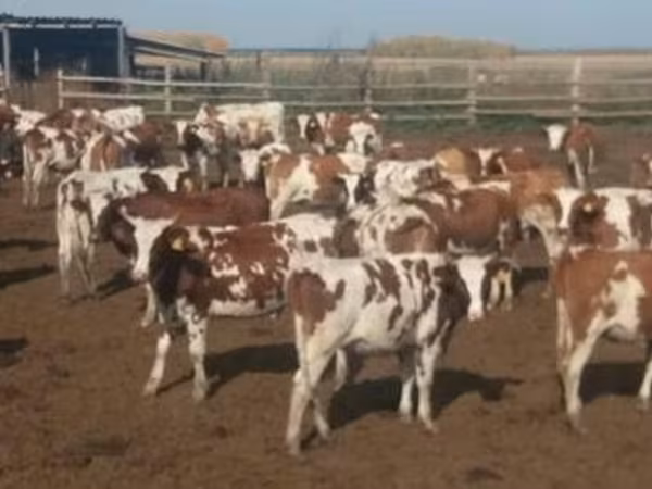 Holstein-Rasse