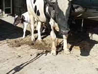 காளை, அபர்டீன் - ஆங்கஸ் — புகைப்படம் 2