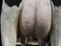 بقرة, Swiss cattle — الصورة 5