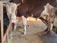 Toro, Simmental cattle — foto 1