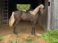 घोड़ी, Rocky Mountain Horse — फ़ोटो 8