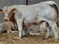 Toro, Charolais cattle — foto 3