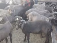 雄羊, Arabi sheep — 写真 2