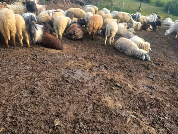 母羊, Sheep