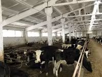 गाय, Yaroslavl cattle — फ़ोटो 6