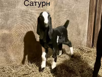 Oğlak, Kamori goats — foto 2