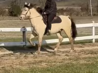 குதிரை, Rocky Mountain Horse — புகைப்படம் 4
