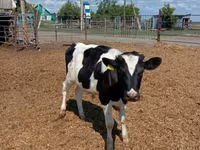 雄牛, Russian Black pied cattle — 写真 1