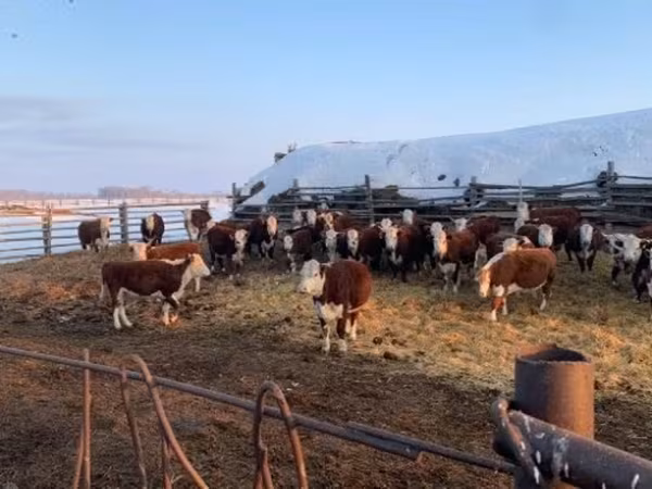 Vaca, Hereford