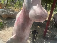 ஆண் ஆடு, ஆடுகள் — புகைப்படம் 6