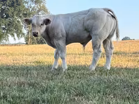Touro, Raça de vaca — foto 8