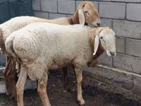 كبش, Arashan sheep — الصورة 4