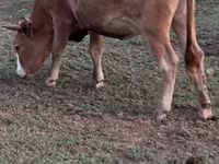 பசு, Latvian Blue cattle — புகைப்படம் 6