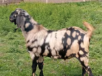 Oğlak, Nubian Goat — foto 1
