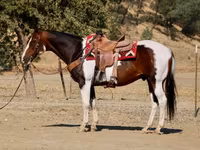 Aygır, National Show Horse — foto 5