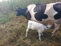 सांड, गोलस्टीन नस्ल — फ़ोटो 1