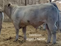 Toro, Charolais cattle — foto 6