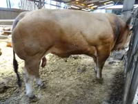 सांड, Partenaise cattle — फ़ोटो 3
