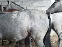 雄馬, Horse breed — 写真 3