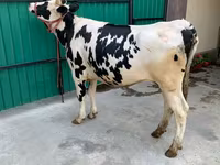 Cow, Holstein breed — photo 5