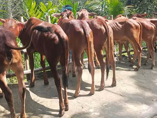Vache, Buffle