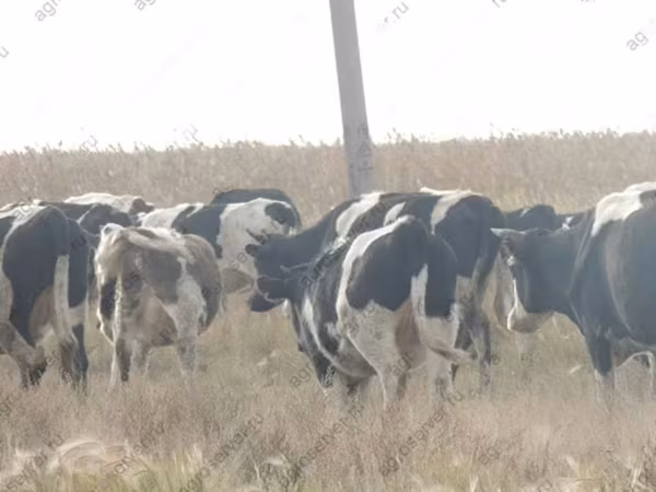 Touro, Raça Holstein