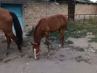 Kobyła, Thoroughbred horse — zdjęcie 5