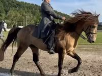 Cheval, Rocky Mountain Horse — photo 3